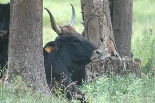 Relax l'Auroch jurassien
Ferme de l'Auroch (Jura)
