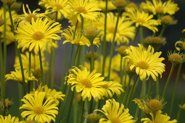 Anthemis, beauté dans le jardin
Quelle beauté dans le jardin
