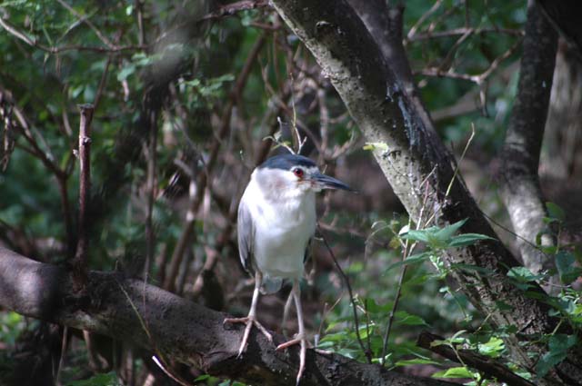 Bihoreau gris
Photo prise en baie de Somme.
