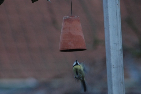Mésange en vol
Attrapant au vol les graines tombant du pot...
