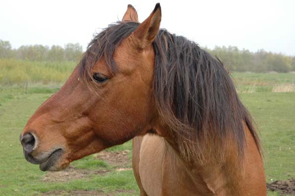 Un Cheval
il pose bien...
