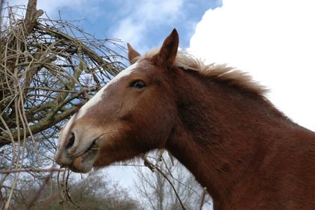 Criel
Un cheval croisé lors d'une promenade à Criel sur Mer
