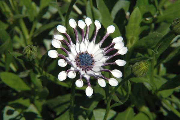 Une fleur, Je n'en connais pas le nom, merci si vous l'avez
