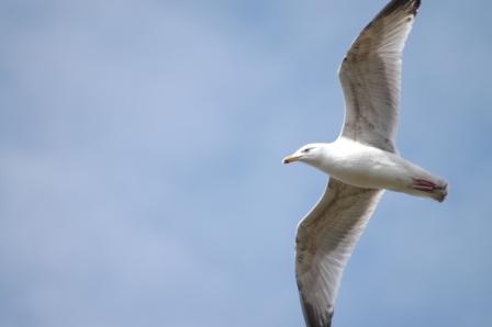 goeland
A Criel sur mer mars 2006
