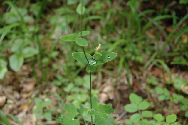 Goutte d'eau prise au piège vert
Quelque part
