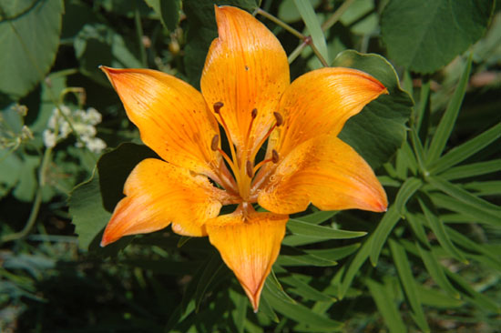 Lys Sauvage
En Montagne
