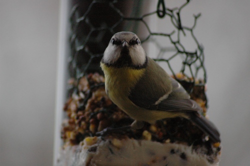 Une mésange bleue posée
