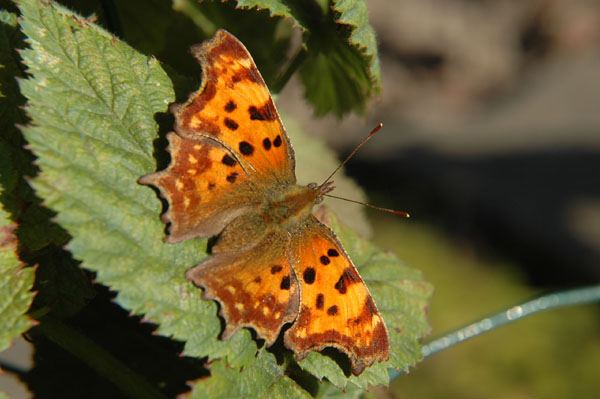 Papillon
Pas sur 'épaule.
Mots-clés: papillon