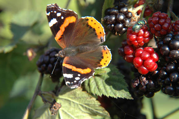 Partage
Mouche et papillon se nourrissant
