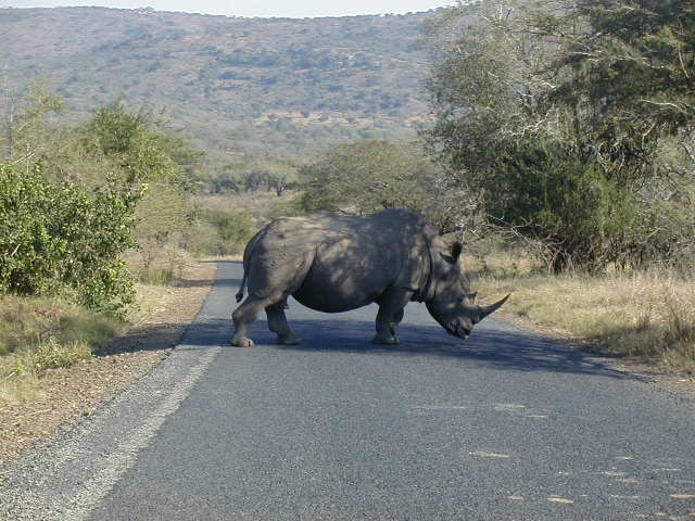 Hector le gardien
Réserve d'UMFOLOZI
Mots-clés: Umfolozi Afrique-du-Sud rhinocéros