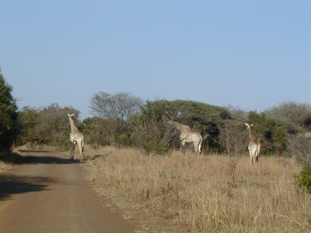 ballade à trois
réserve d'IMFOLOZI
Mots-clés: Umfolozi Afrique-du-Sud girafe