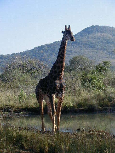 EN SILENCE...?
frontiére Zoulouland
Mots-clés: Zoulouland girafe