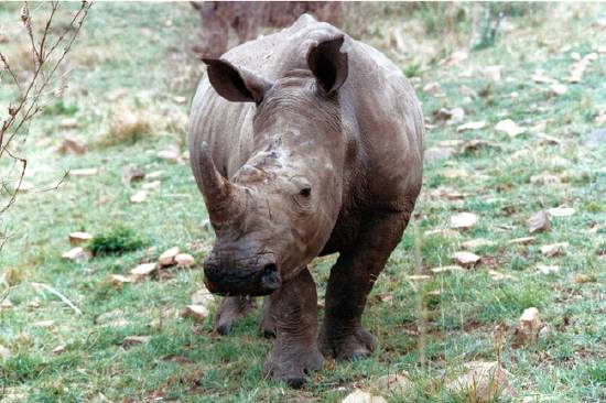 CHOUETTE...un copain
réserve UMFOLOZI
Mots-clés: Umfolozi Afrique-du-Sud rhinocéros