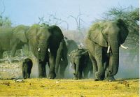 Elephant-kariba-6.jpg