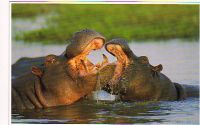 Hippos06-01.jpg