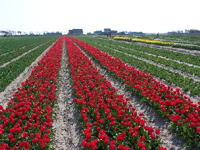 Champs de tulipes à La Torche en Bretagne
Tulipes
Mots-clés: Champs tulipe torche bretagne