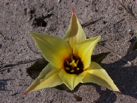 Tulipe jaune sans tige
Tulipe de La Torche en Bretagne
Mots-clés: tulipe torche bretagne