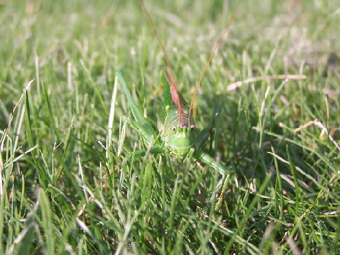Petite sauterelle dans l'herbe
herbe verte pour sauterelle verte
Mots-clés: petite sauterelle herbe verte