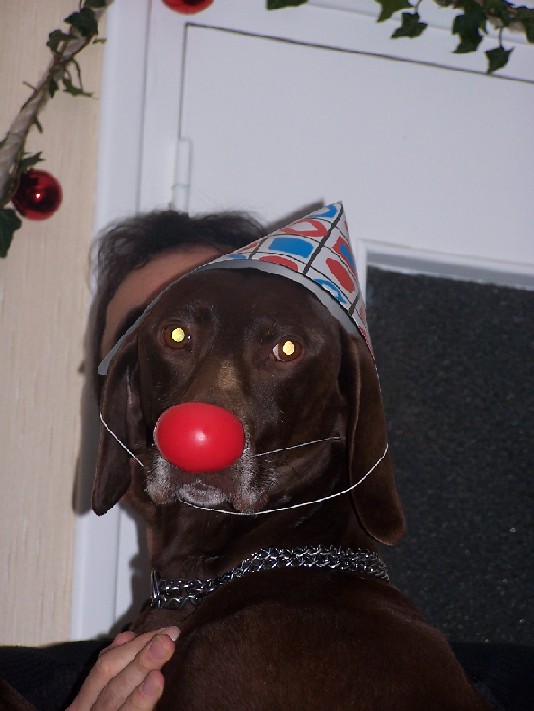 Chien festif
Un rien habille un chien !!!!
Mots-clés: chien fête
