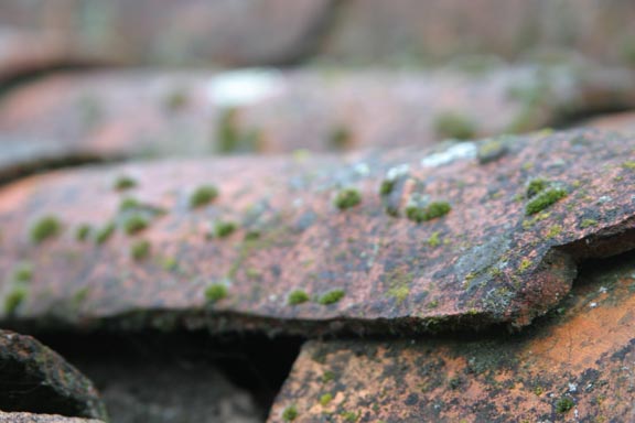 Bogas 2004
Prise de vue effectuer dans un petit village du portugal nomé Bogas de Baixo
Mots-clés: Portugal Bogas Baixo portrait