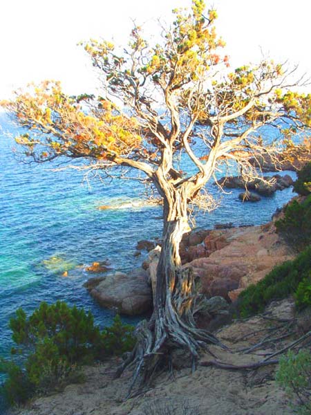 Pallombaggia
crique ....
Mots-clés: Pallombaggia