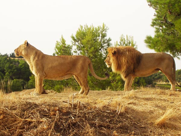 lion
couple en déduction
