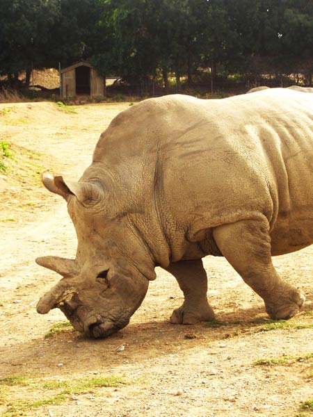 rhino
reserve africaine.......
