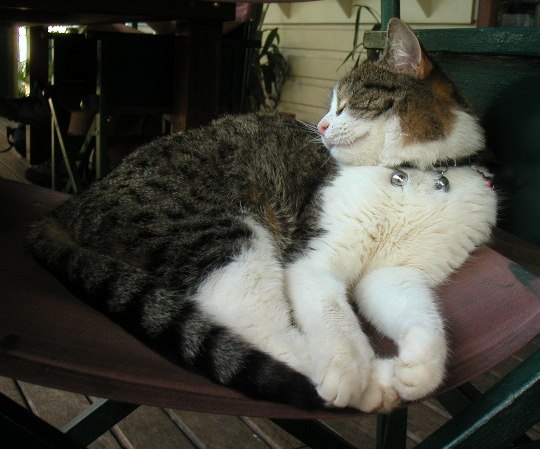 Bello
Bello joue les timides
Mots-clés: animaux