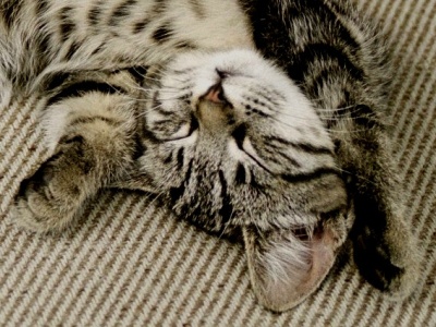 la locataire le plus turbulente de Frauen Reise Haus à Christchurch, la vie est belle ... pas vrai Naze?
Mots-clés: animaux