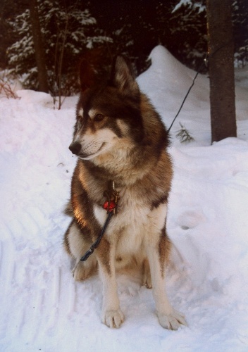 Shaman surveillant la construction de l'iglou
Camping polaire de Portneuf, Québec
Mots-clés: animaux