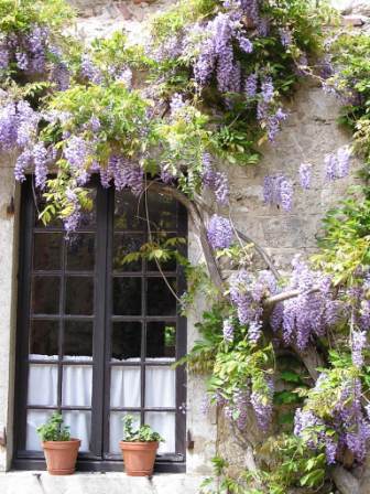 fenetre et glycine
Dans le village medieval de Perouge, une fenètre entouré de glycine.
Mots-clés: glycine perouge fenetre medieval