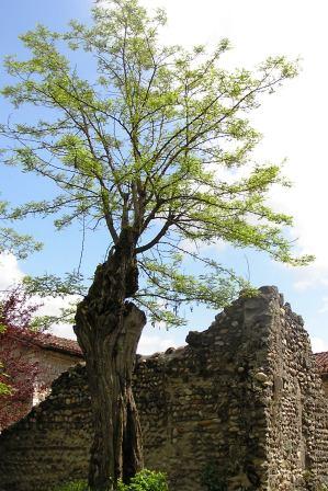arbre et ruine
en quittant la place du village a Perouge, on tombe sur une maison en ruine, juste derrière un mini square...
Mots-clés: perouge medieval ruine arbre
