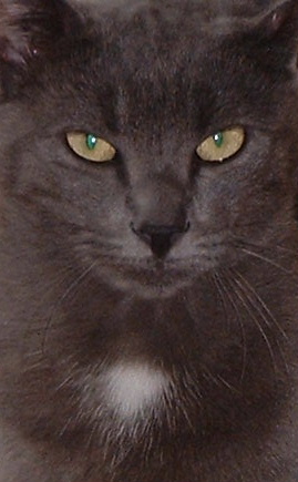 chico
chico le chat
Mots-clés: chat