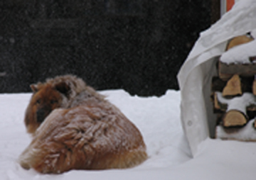 Chien heureux - hiver
Chien heureux en hiver
Mots-clés: chien hiver