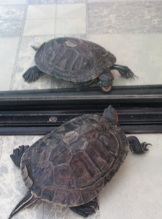 Tortue orgueilleuse
Devant son miroir!!!!
Mots-clés: tortue animaux reflet