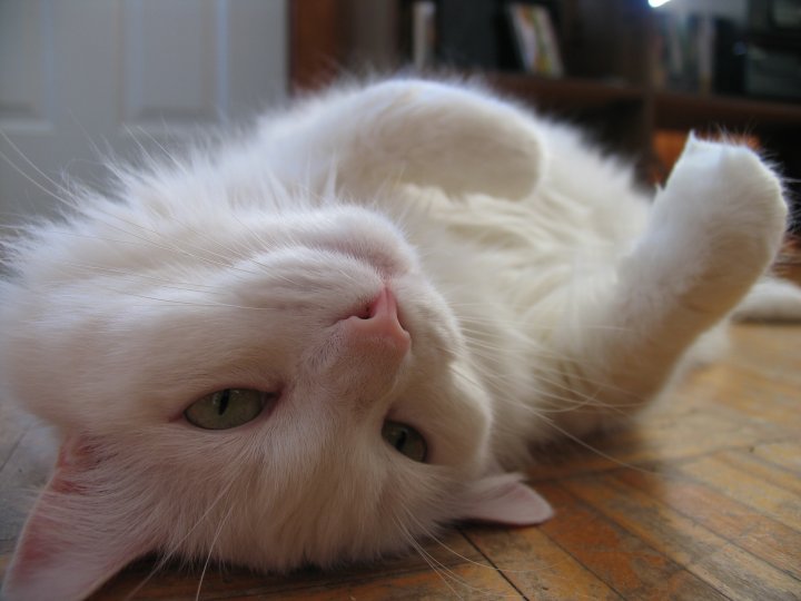 Amour inconditionnel
Chatte amoureuse
Mots-clés: chatte animaux