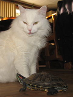Hum! Hum!
Chatte et tortue
Mots-clés: animaux tortues
