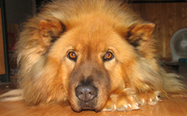 Jessie
J'suis bien... et vous???
Mots-clés: chien bien-être