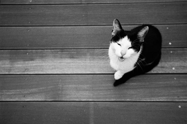 Petit Chat
Rencontre sur un Deck avec un petit chat
Mots-clés: Nice