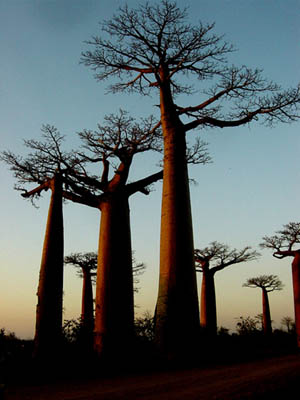 Baobabs Morondava
Baobabs au coucher de soleil a Morondava
Mots-clés: Morondava Madagascar baobabs