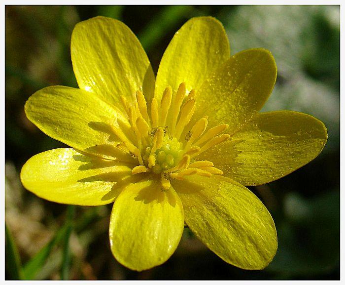 Une fleur parmi tant d'autre
Voilà une fleur envahissante au printemps. 
Sony dsc-v3, f/3.5, 1/500s

Mots-clés: sony fleur