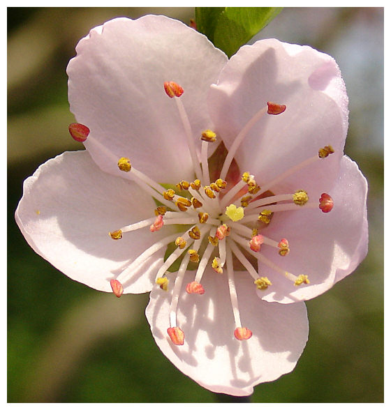 Fleur de pécher
macro, 1/1000s, f/3.5, 11.8 mm
Mots-clés: pollen fleur pécher
