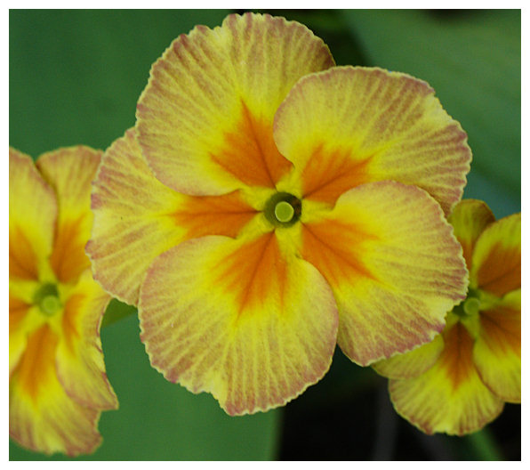 Une pensée
Vive le printemps ! 
Mots-clés: pensée