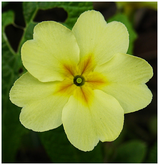 Vive le printemps ! Une pensée
Sony DSC-v3, 1/200s, f/3.5, 11.8mm
Mots-clés: pensée