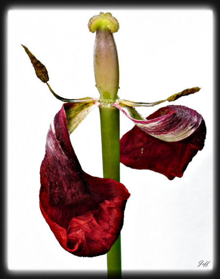 La fin d'une tulipe
Une tulipe en fin de vie. Les pétales ont déjà commencé à sécher sur la fleur. Me fait penser à une épée plantée verticalement dans le sol.

