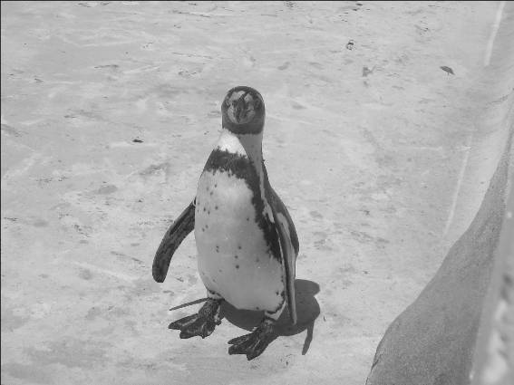 Un pingouin de marineland
