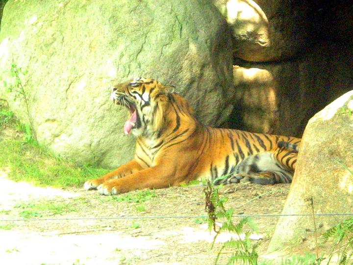 Tigre qui baille tranquillement, Champrepus
un merveilleux tigre que j'ai pris au zoo de champrepus!!!
Mots-clés: champrepus france