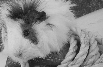 Mon cochon dinde
Cette photo est mon cochon dinde qui
est représenté dessus.
Mots-clés: france