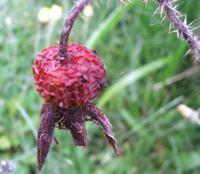 Patante rouge ...
Ses rouge je sais pas c'est quoi...
Mots-clés: Fleur