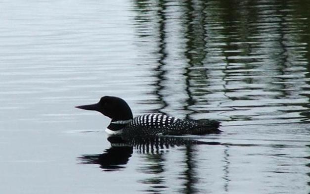 Huard
Un huard sur les monts-valin a la pourvoirie mont-valin 
Mots-clés: Huard